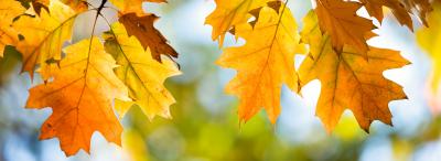 Atelier de saison – Préparez votre jardin pour l’automne !